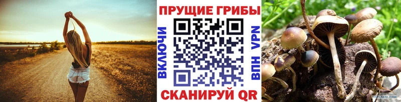 цена   Губкин  Псилоцибиновые грибы ЛСД 